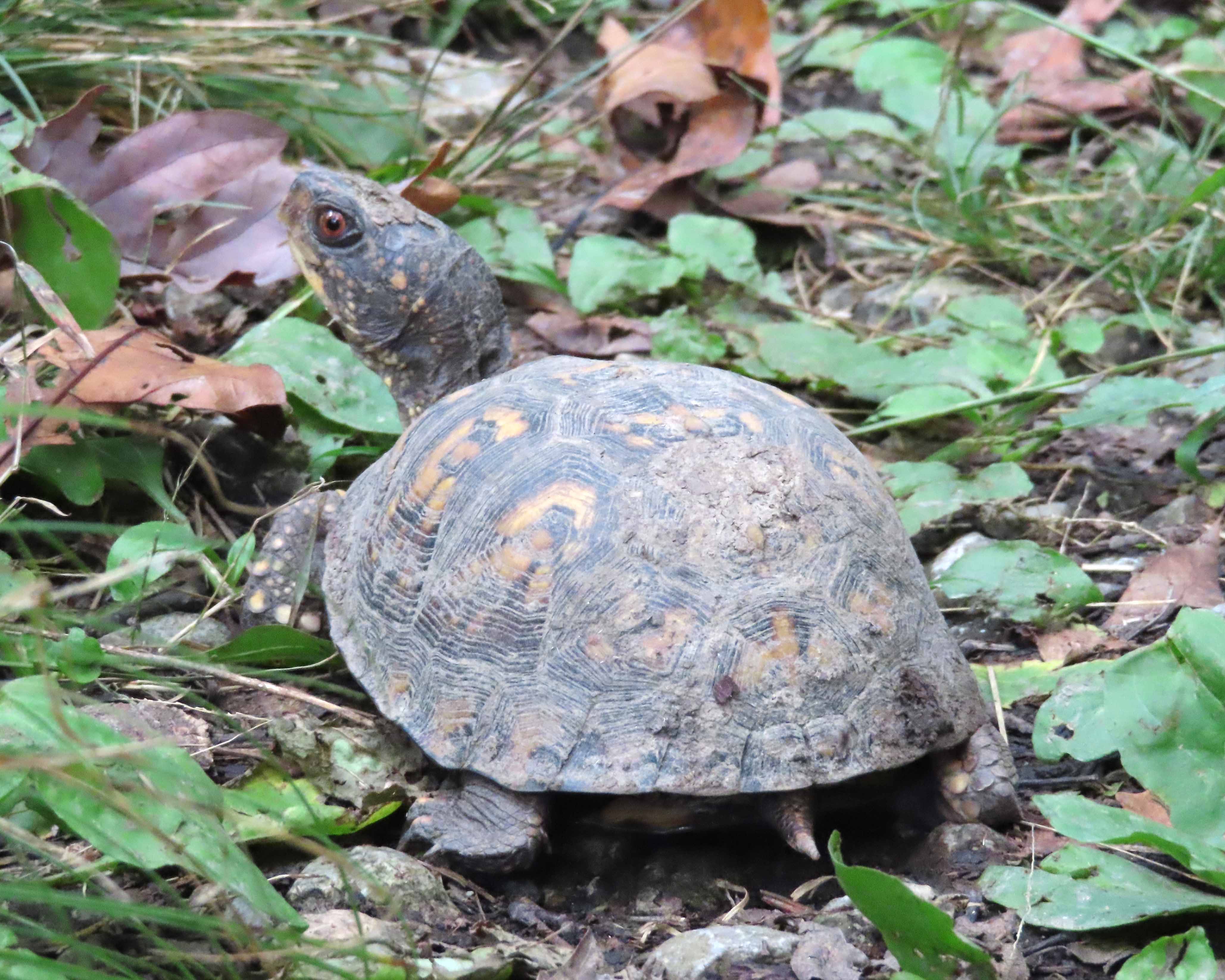 Zaleski State Forest Backpack Trail. – BackpackOhio.com